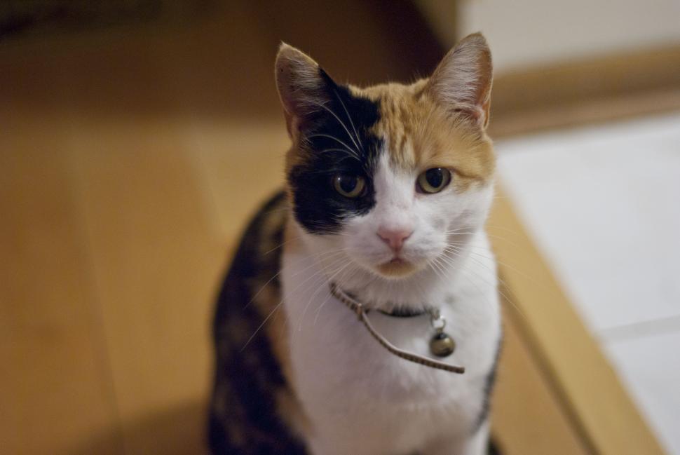 Free Image of Cat looking 