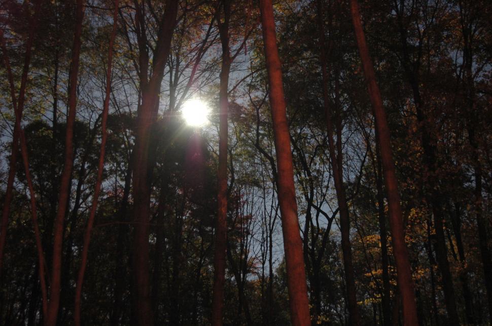 Free Image of Sun Shining Through Trees in Woods 
