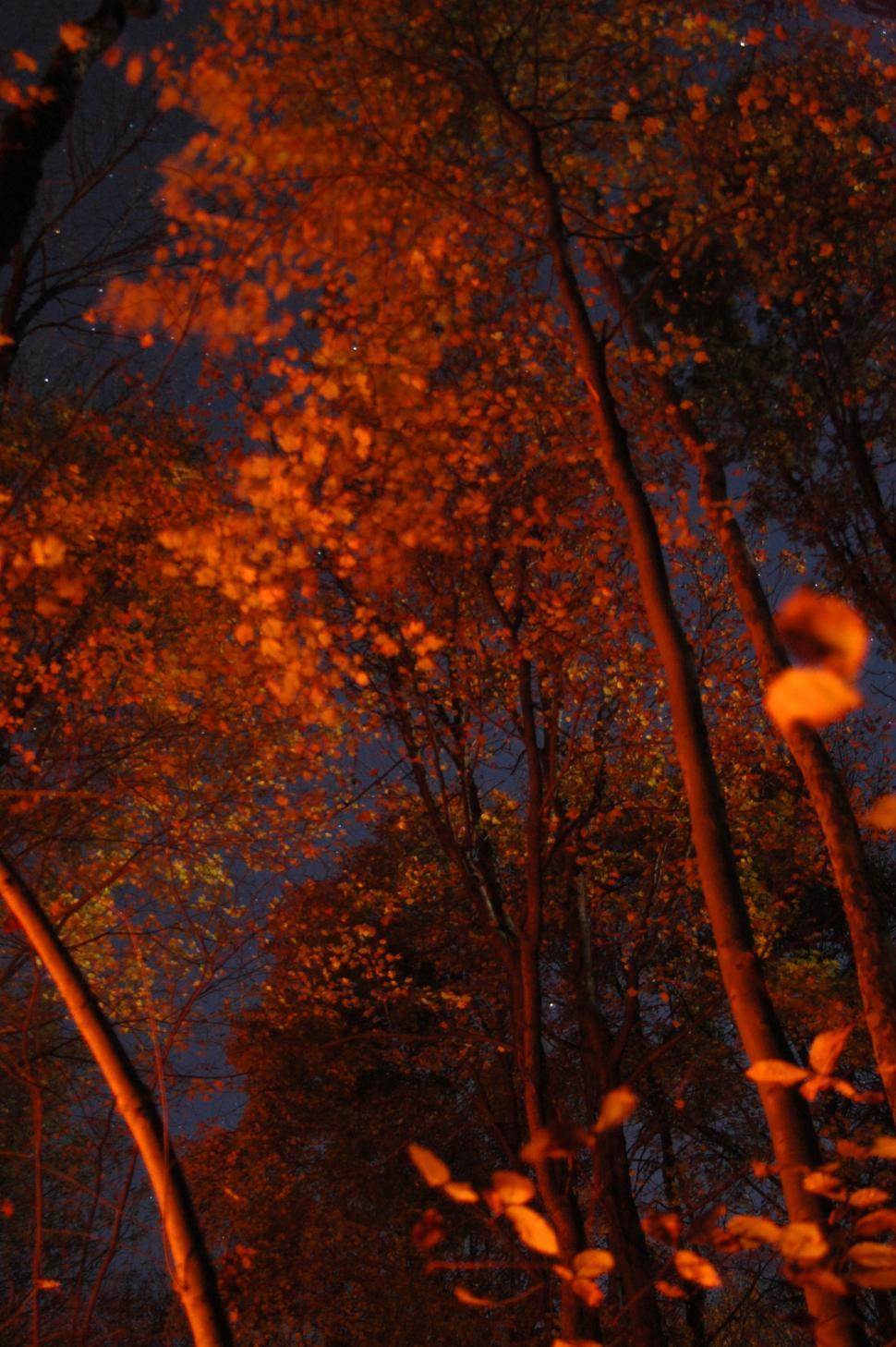 Free Image of Night Time View of Trees and Sky 