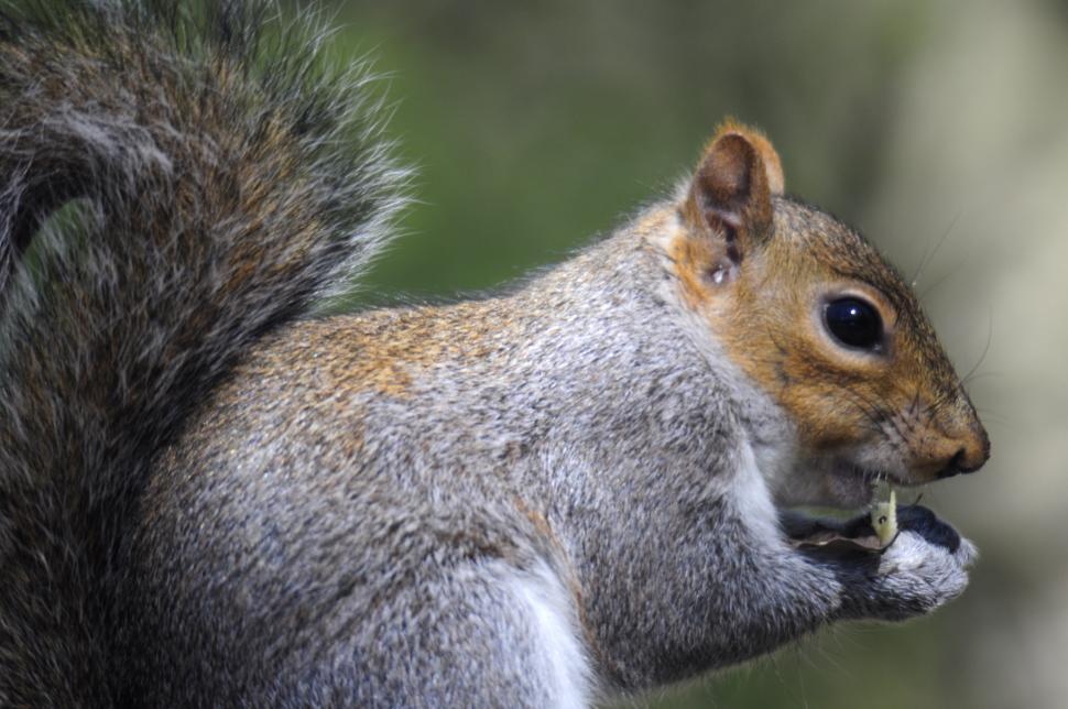 Free Image of Squirrel High Detail close up shot 