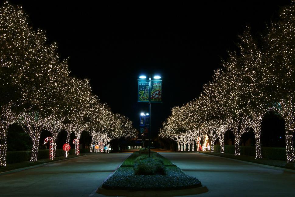 Free Image of Street Lined With Christmas Lights-Covered Trees 