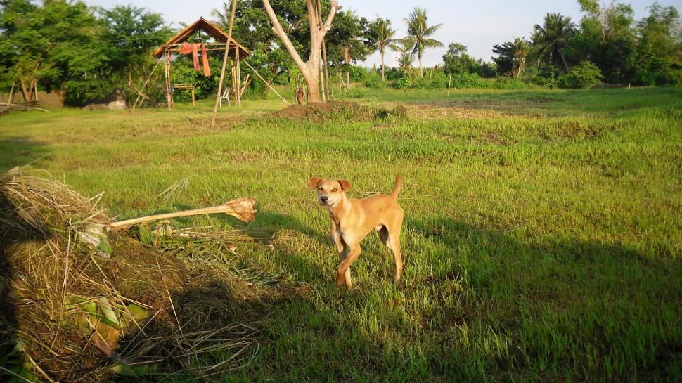 Free Image of countrydog 