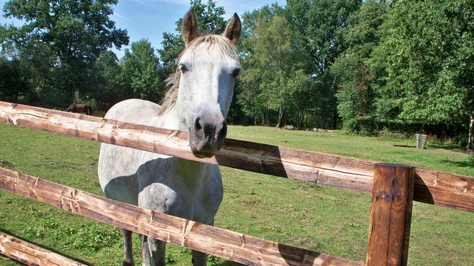 Free Image of Horse Saying Hello 