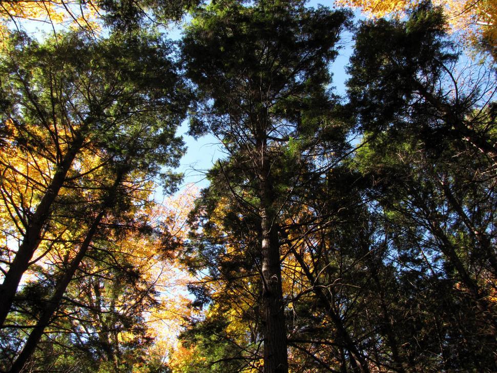 Free Image of Towering Trees in a Dense Forest 