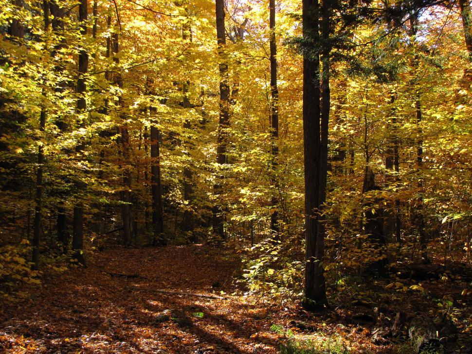 Free Image of A Path Through a Dense Forest 