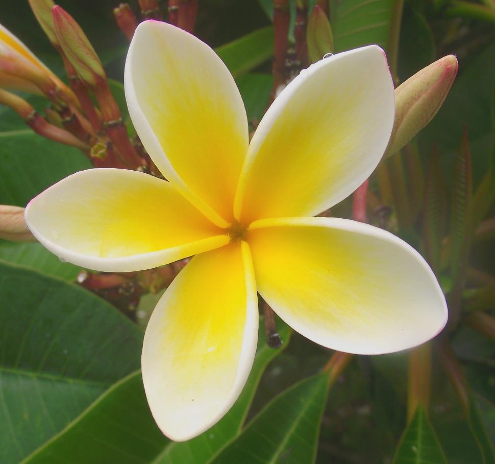 Free Image of Frangipani 