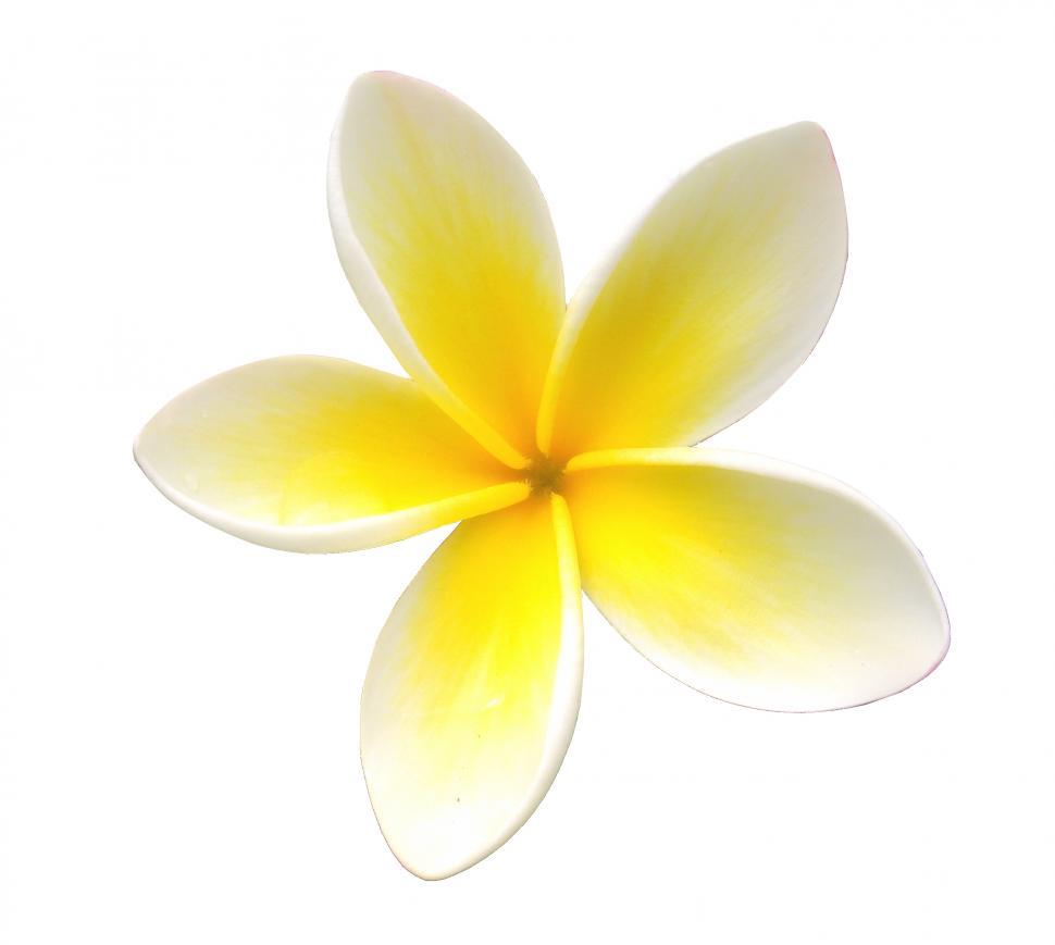 Free Image of Frangipani 