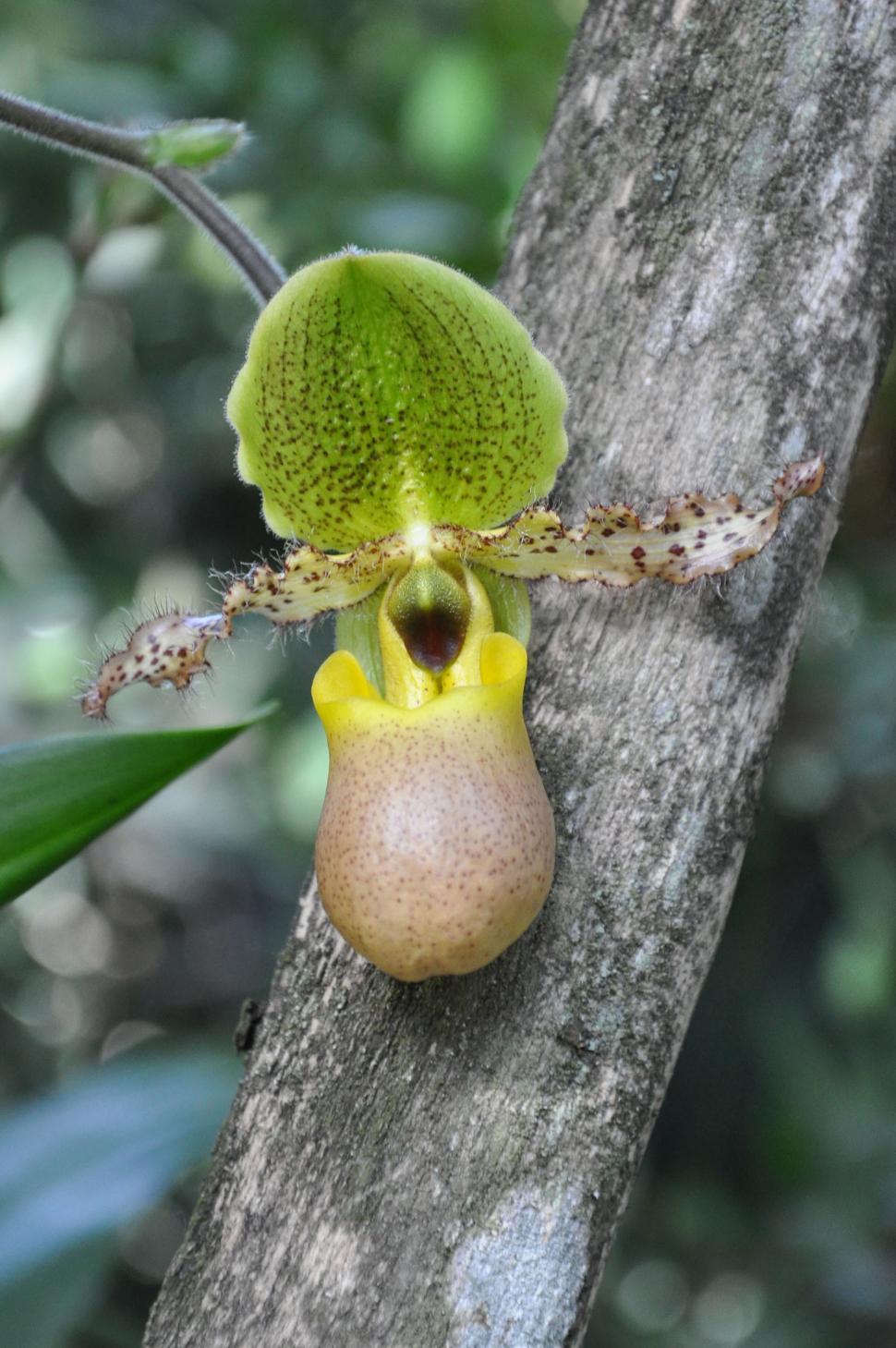 Free Image of Lady slipper orchid 