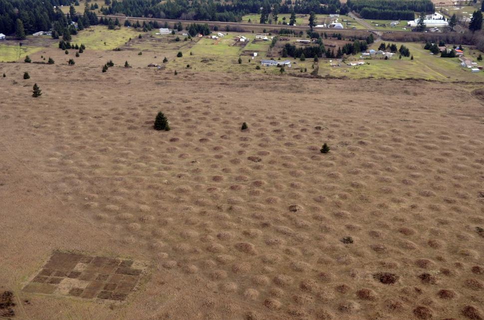 Free Image of Mima Mounds 