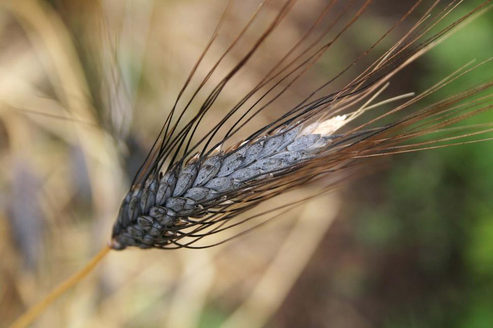 Free Image of Head of wheat 