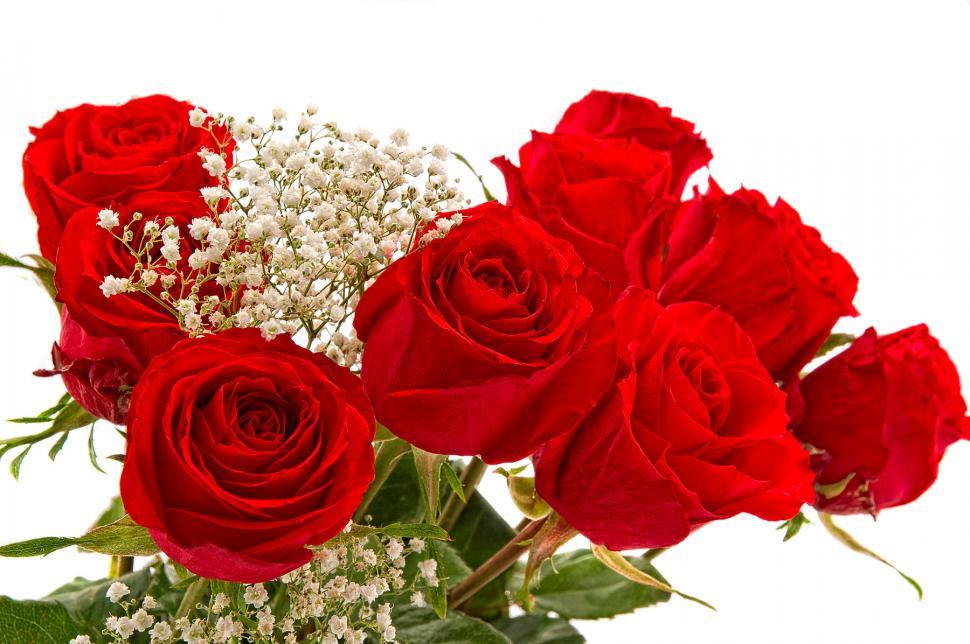 Free Image of Roses 