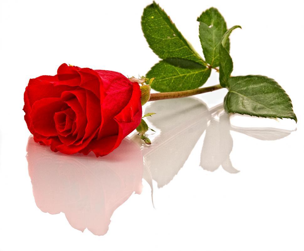Free Image of Roses 