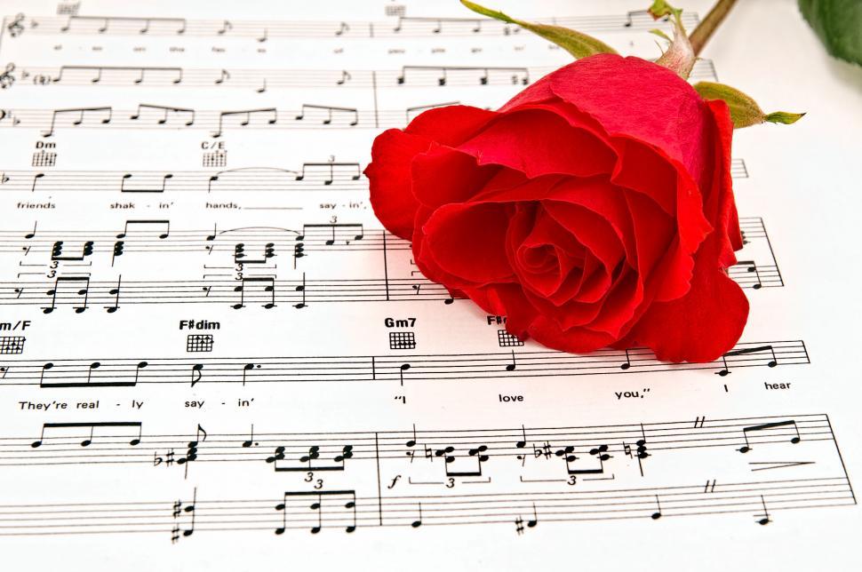 Free Image of Roses 