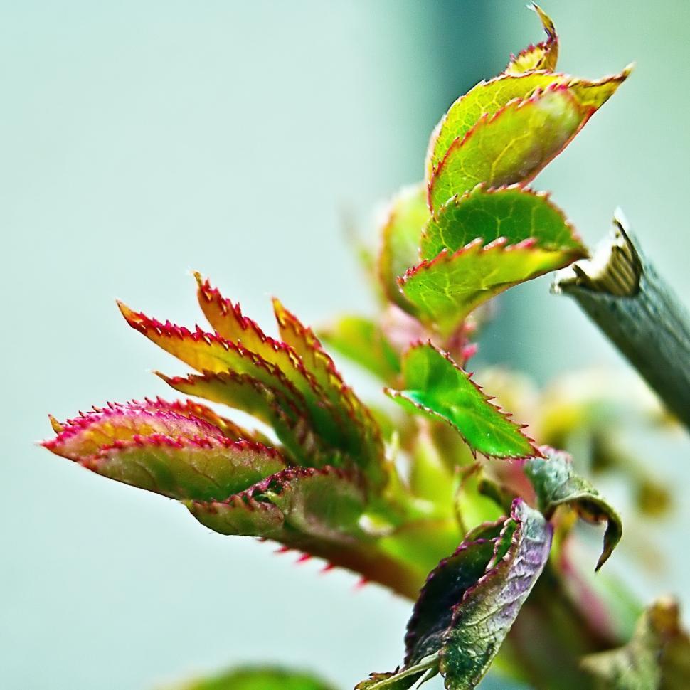 Free Image of Rose leaf 