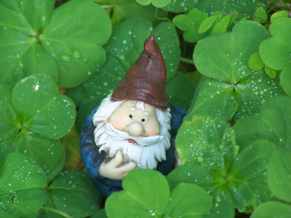 Free Image of Gnome in the CloverGnome in the Clover 