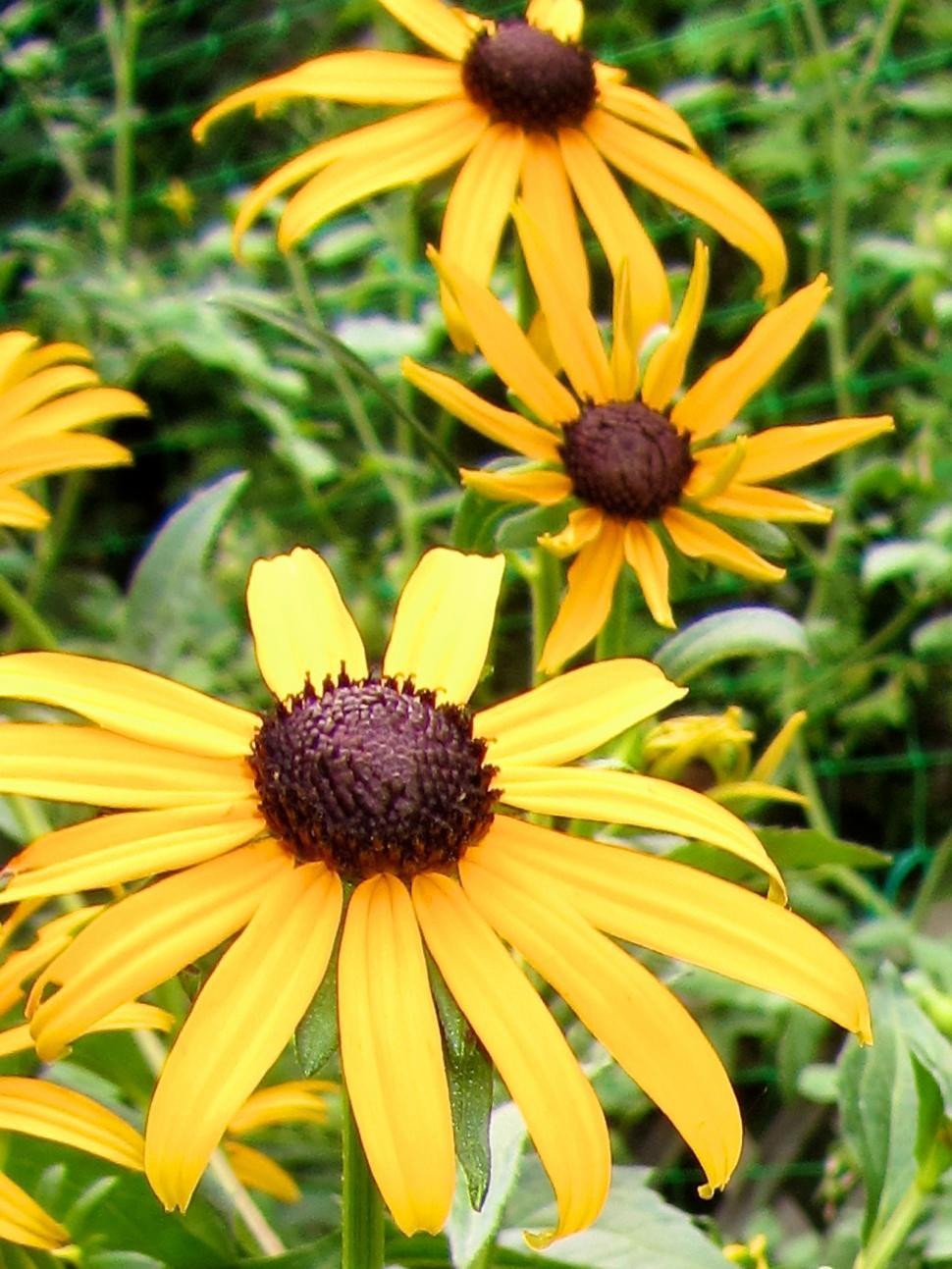 Free Image of Black Eyed Susans 