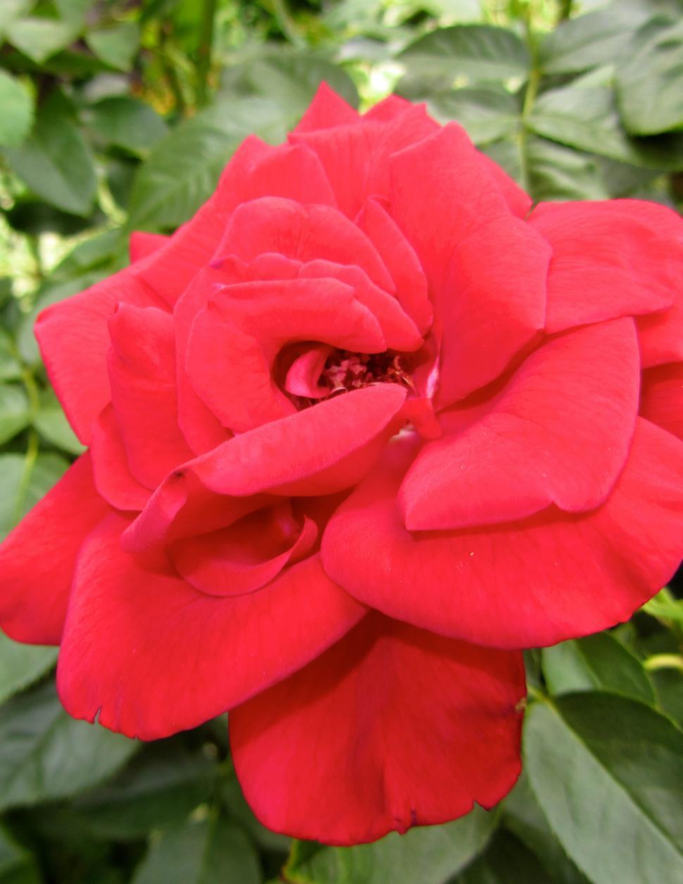 Free Image of Red Flower With Green Leaves in Background 