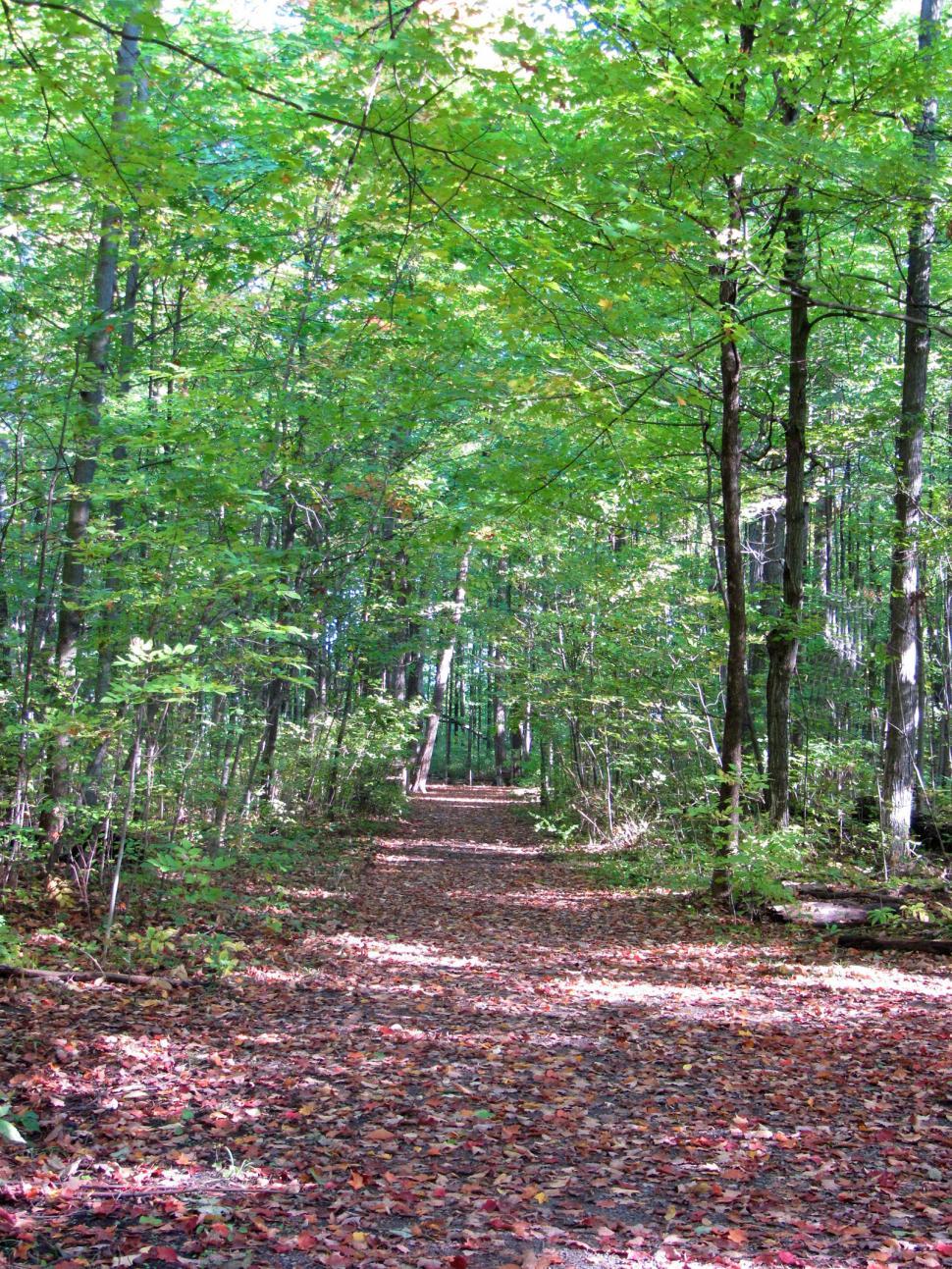 Free Image of Dirt Path Amidst Forest 
