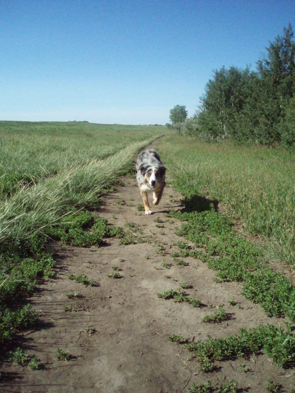 Free Image of Dog 