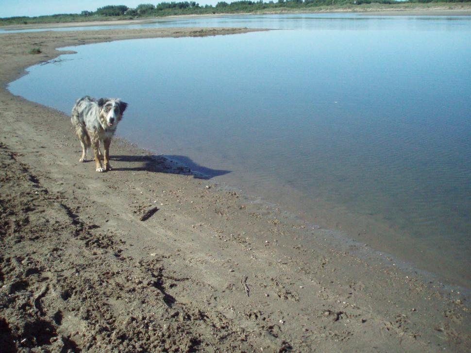 Free Image of Dog 