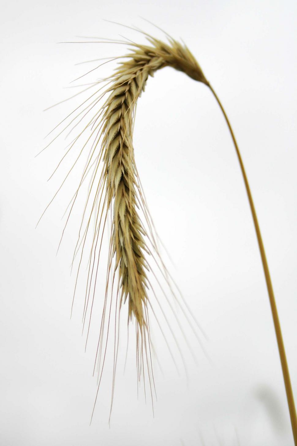 Free Image of Stalk of wheat 