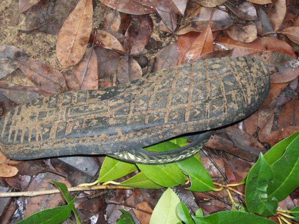 Free Image of Close Up of Shoe on Ground 