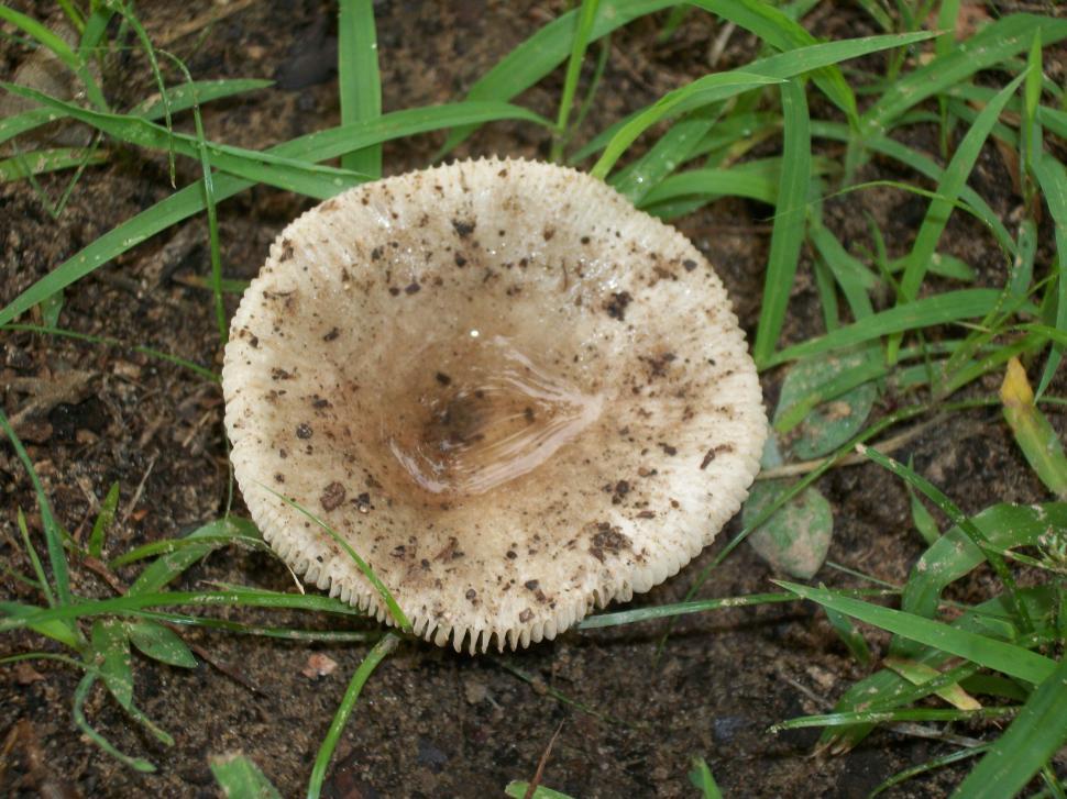 Free Image of Mushroom Sitting in Grass 