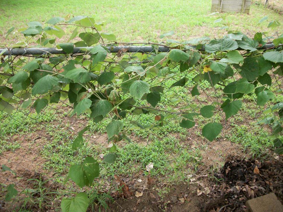 Free Image of Fence Covered With Plants 