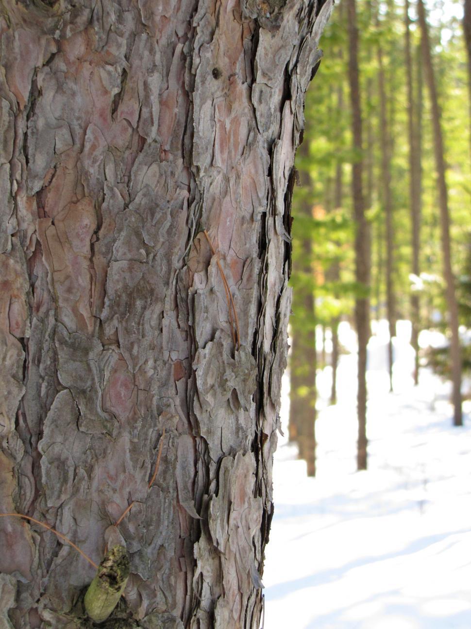 Free Image of Close Up of Snow-Covered Tree 