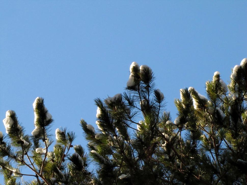 Free Image of Flock of Birds Perched on Top of Pine Tree 