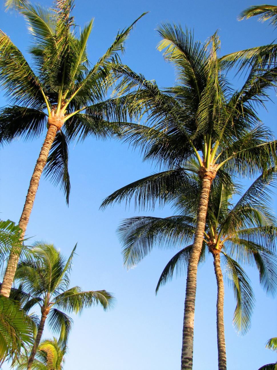 Free Image of Group of Palm Trees Against Blue Sky 