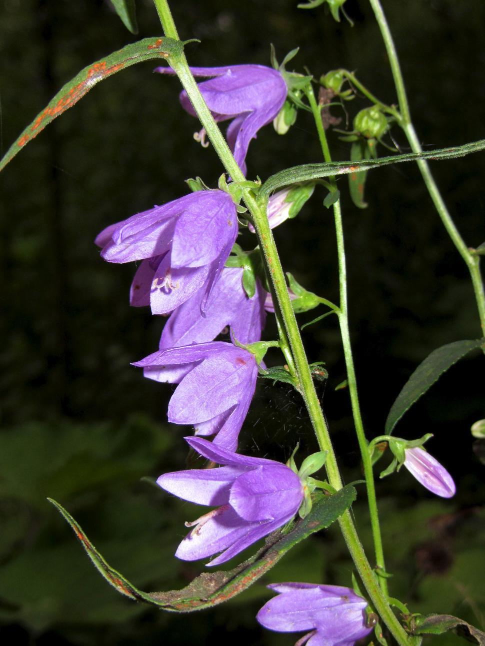 Free Image of Close Up of a Purple Flower on a Plant 
