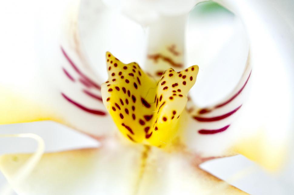 Free Image of Orchid 