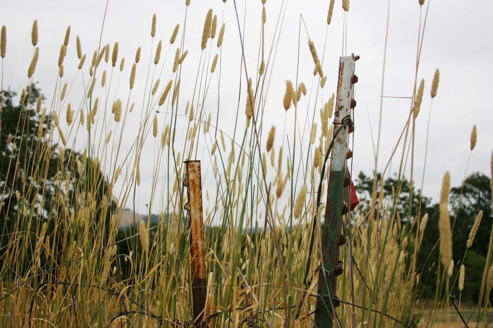 Free Image of Plants and fenceposts 