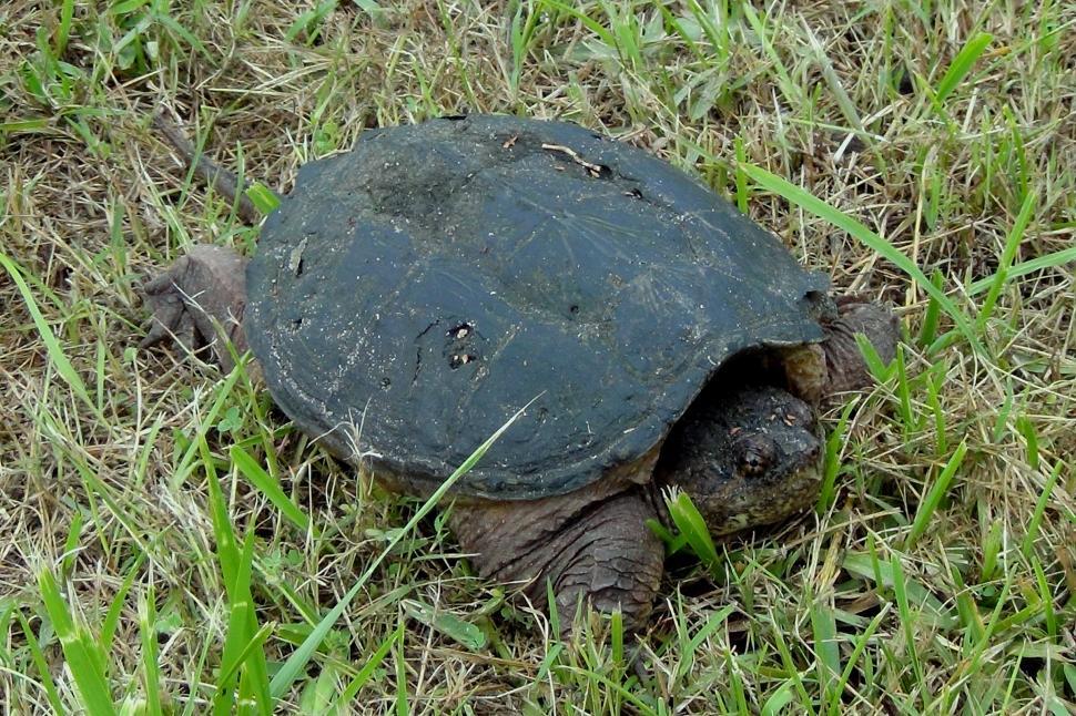 Free Image of Snapping Turtle 