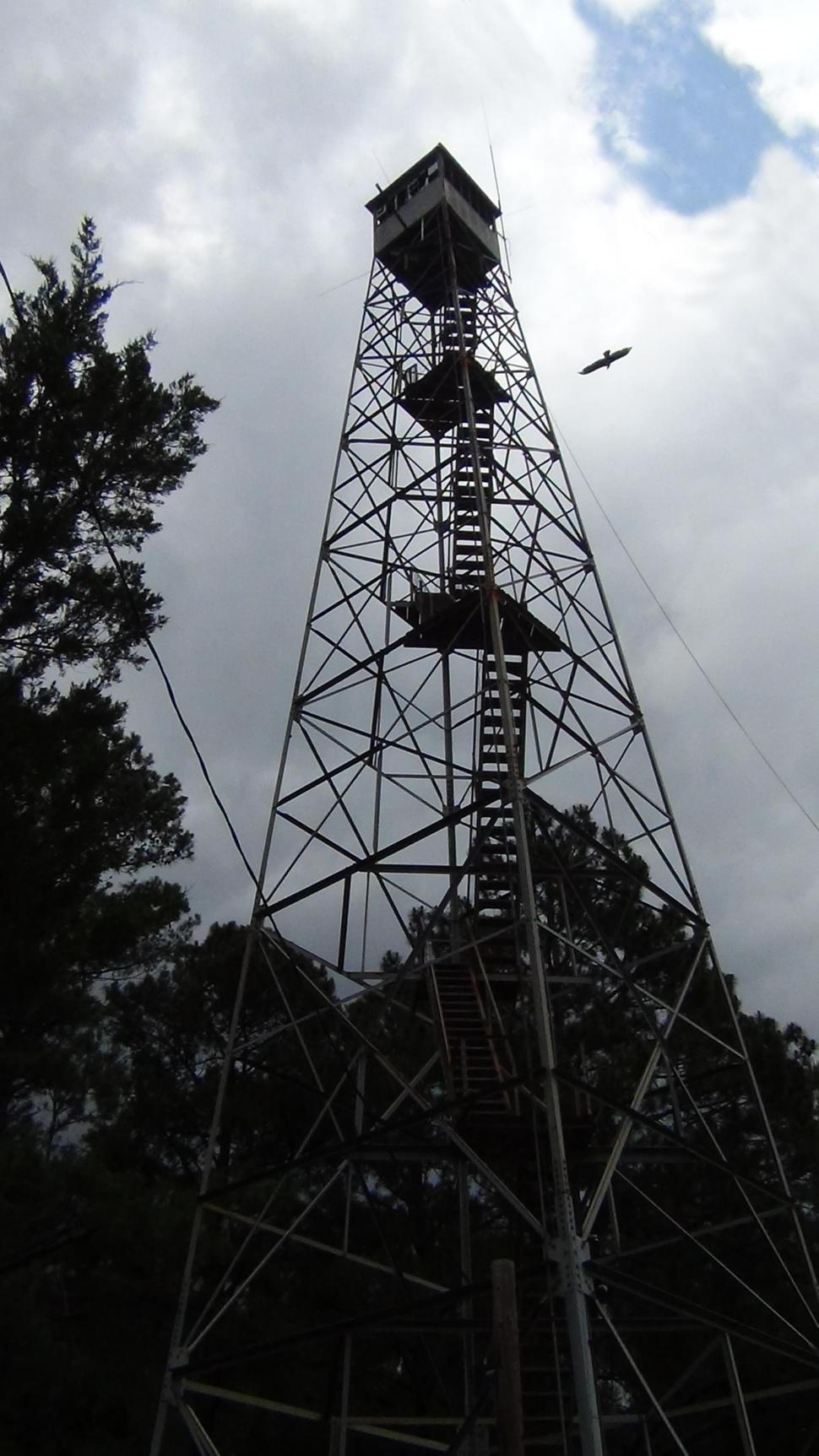 Free Image of The Turkey Vulture Returns Home 