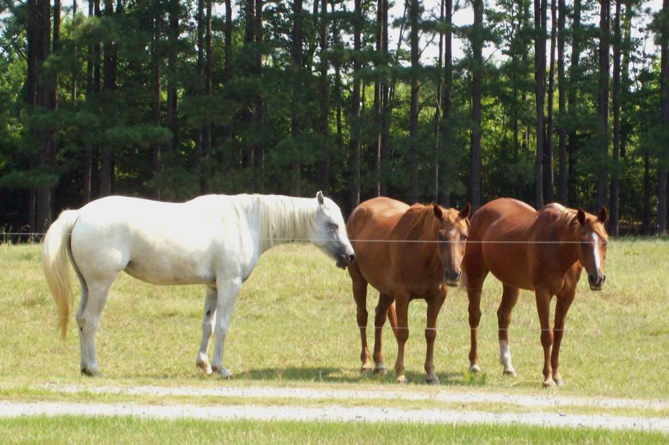 Free Image of Neighbors at the Gossip Fence 