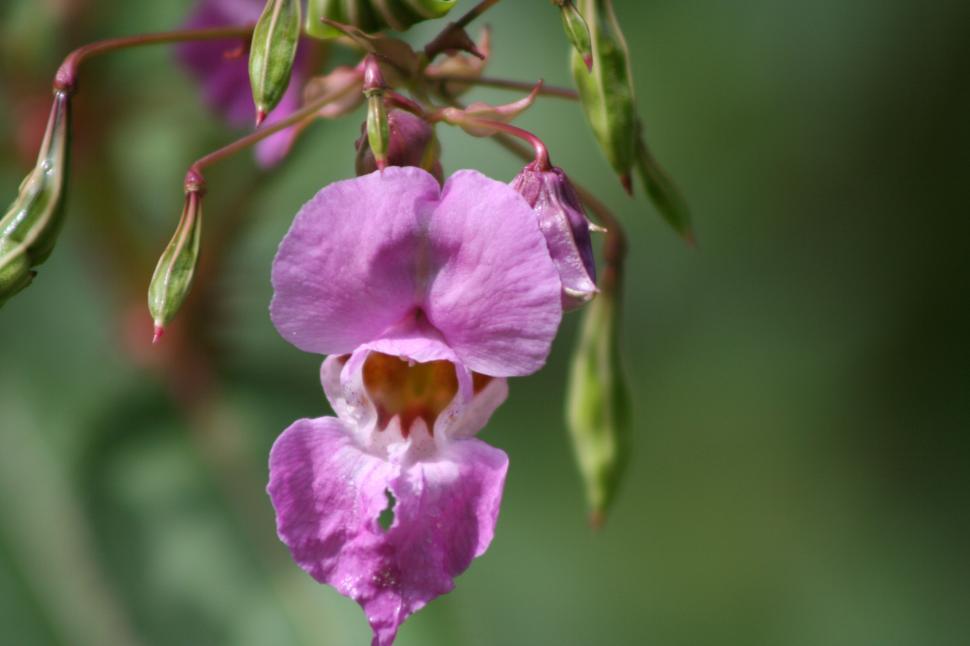 Free Image of Pink Flower 