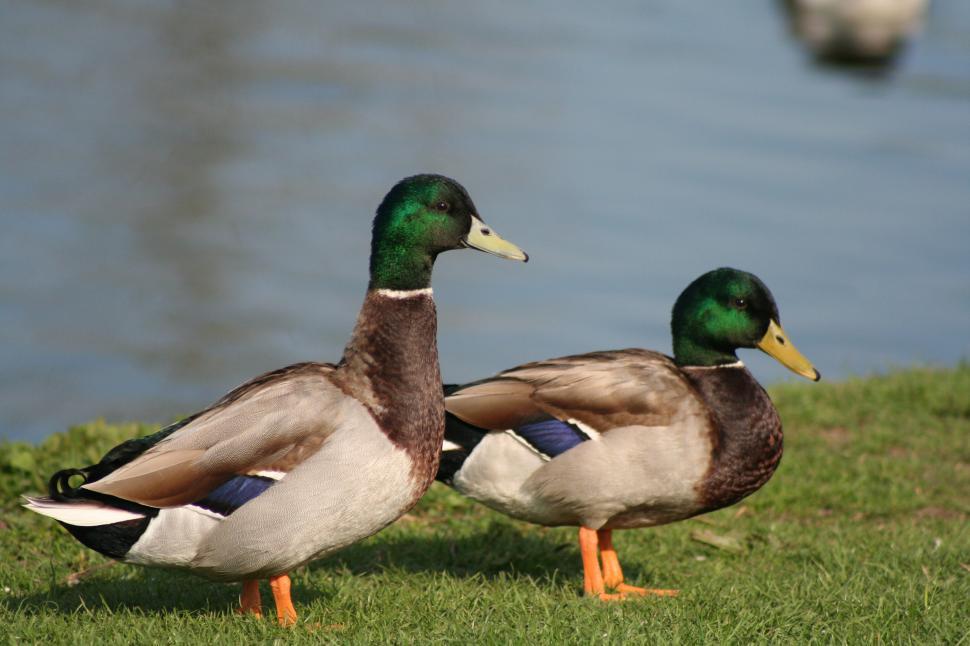Free Image of Drakes 