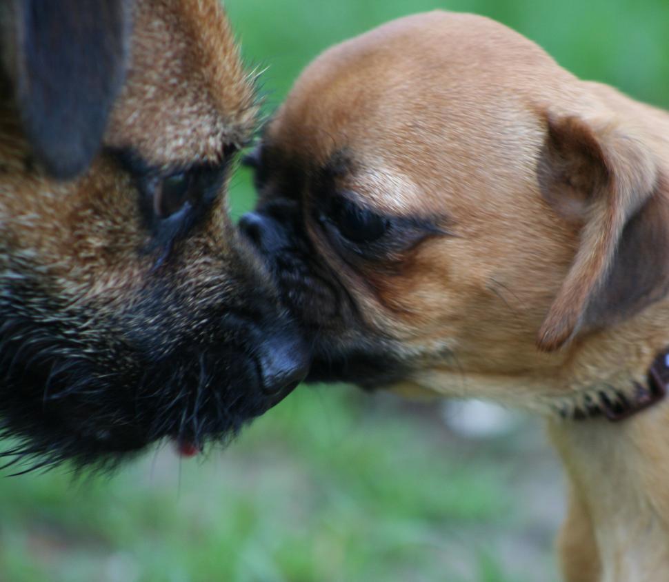 Free Image of The Kiss 