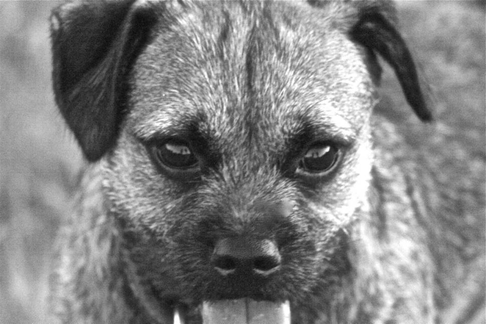 Free Image of FACE 