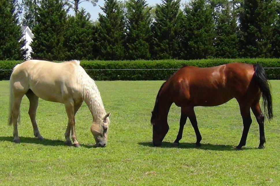 Free Image of Two Horses Munching Lunch 