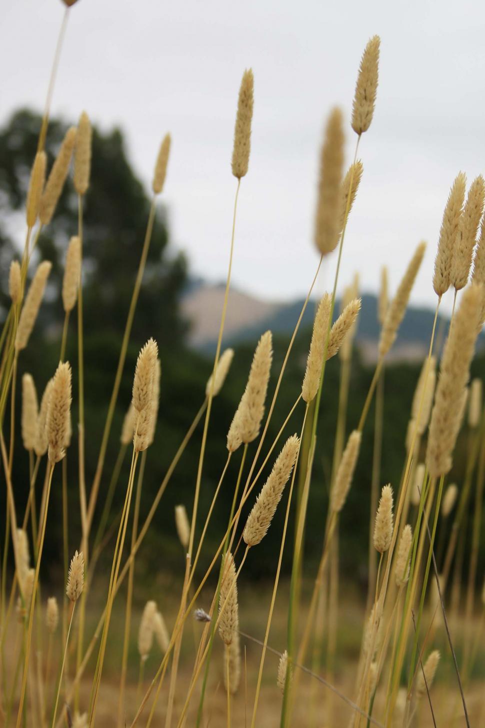 Free Image of Dry plants 