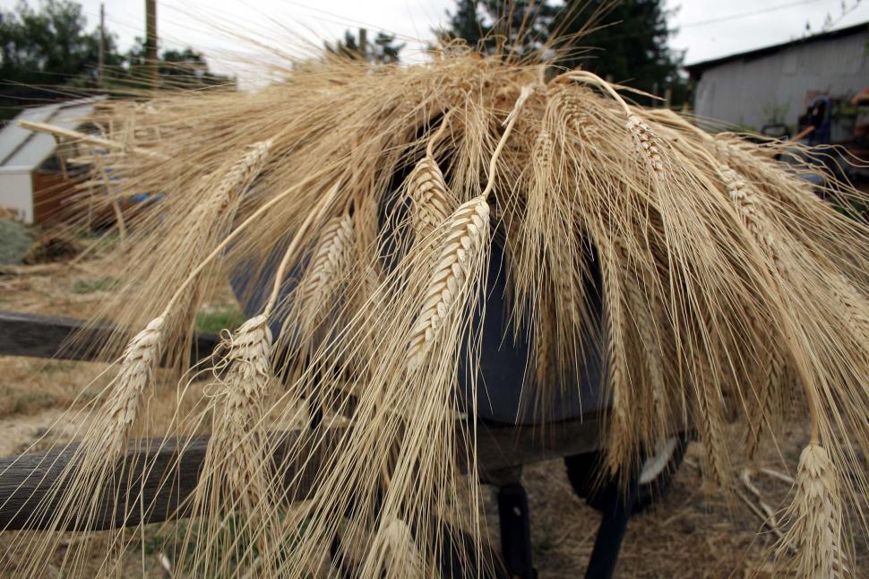 Free Image of Load of dry wheat 