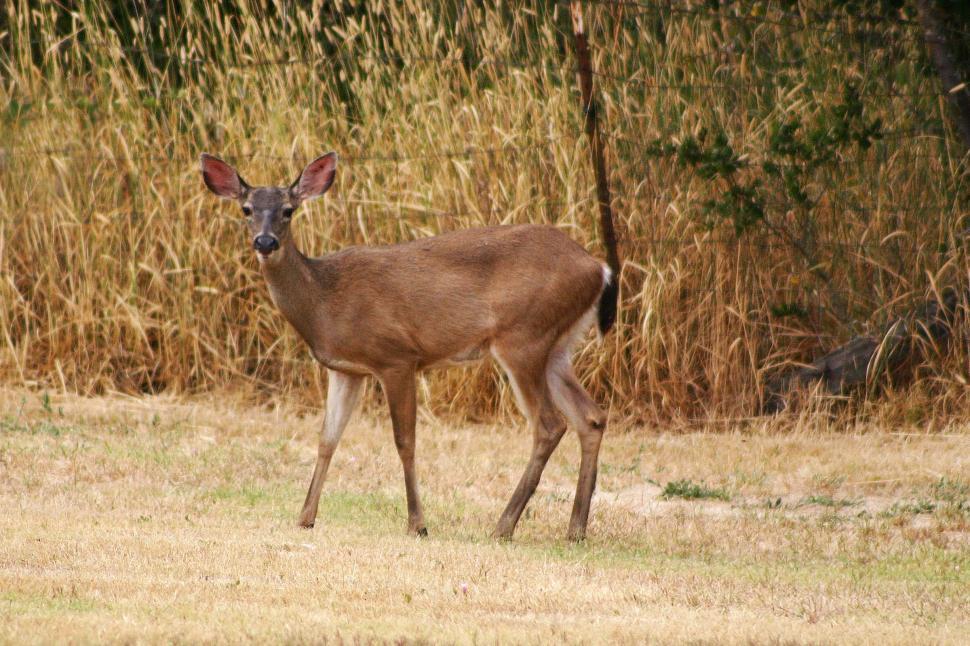 Free Image of Mule deer 