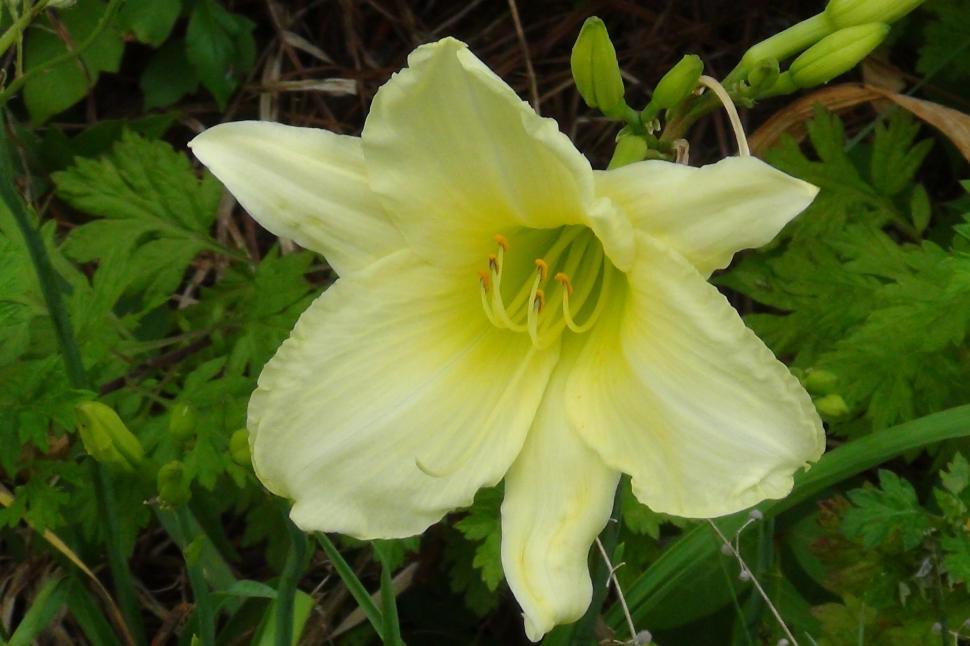 Free Image of Lemon Day Lilies 1 