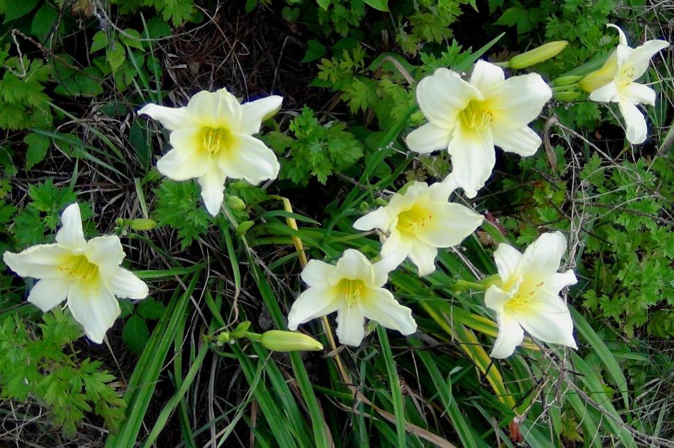 Free Image of Lemon Day Lilies 4 
