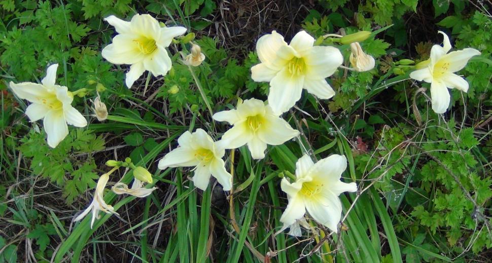 Free Image of Lemon Day Lilies 5 