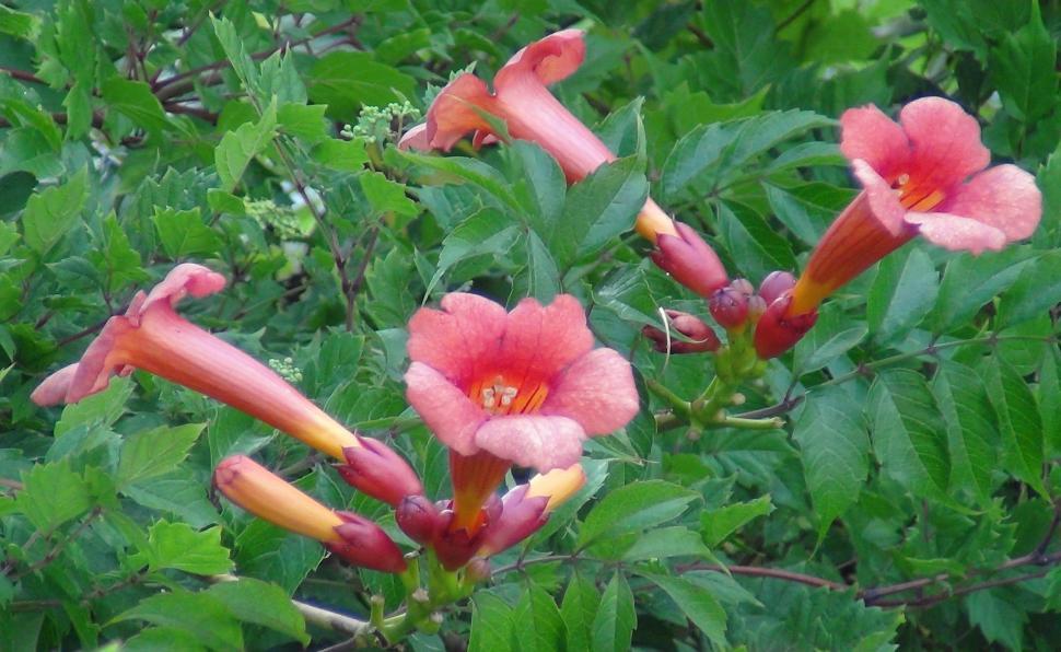Free Image of Red Trumpet Crossvine 