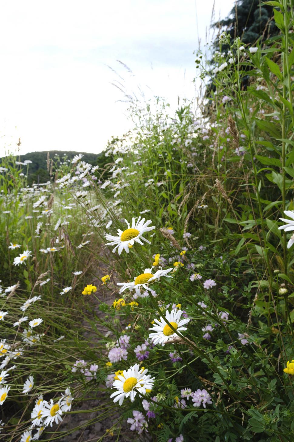 Free Image of Wildflowers along the side of a rural road 